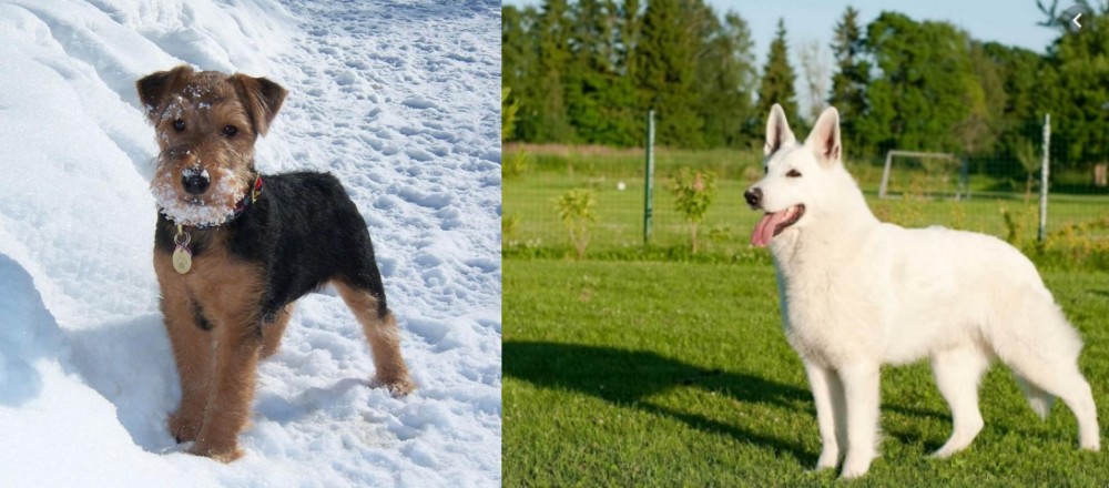 White Shepherd vs Welsh Terrier - Breed Comparison
