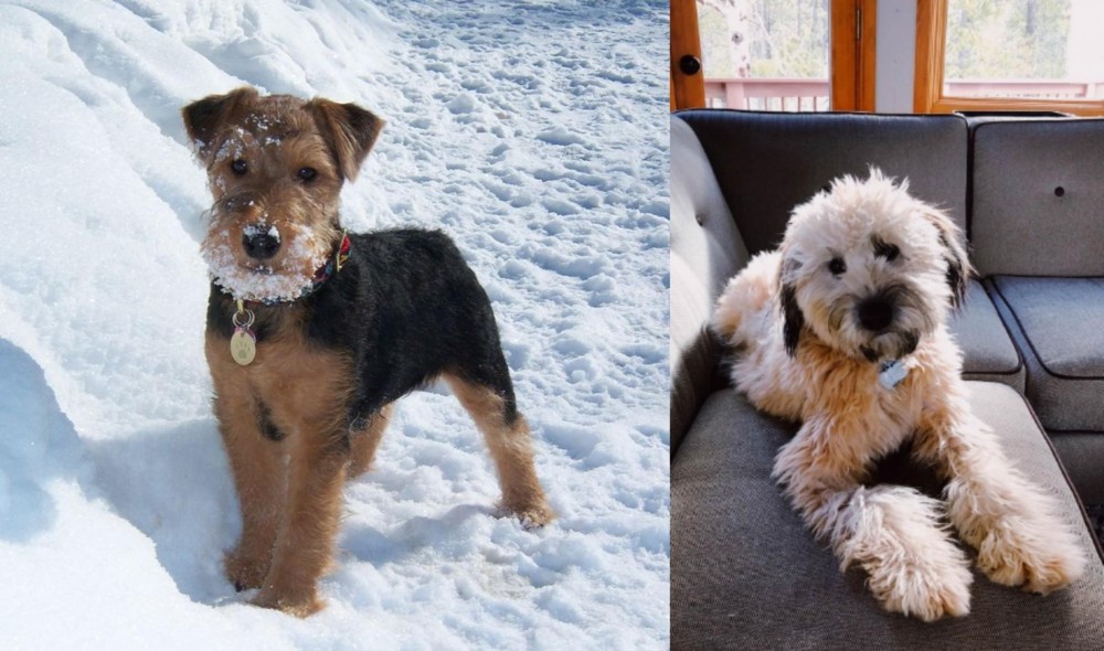 Whoodles vs Welsh Terrier - Breed Comparison