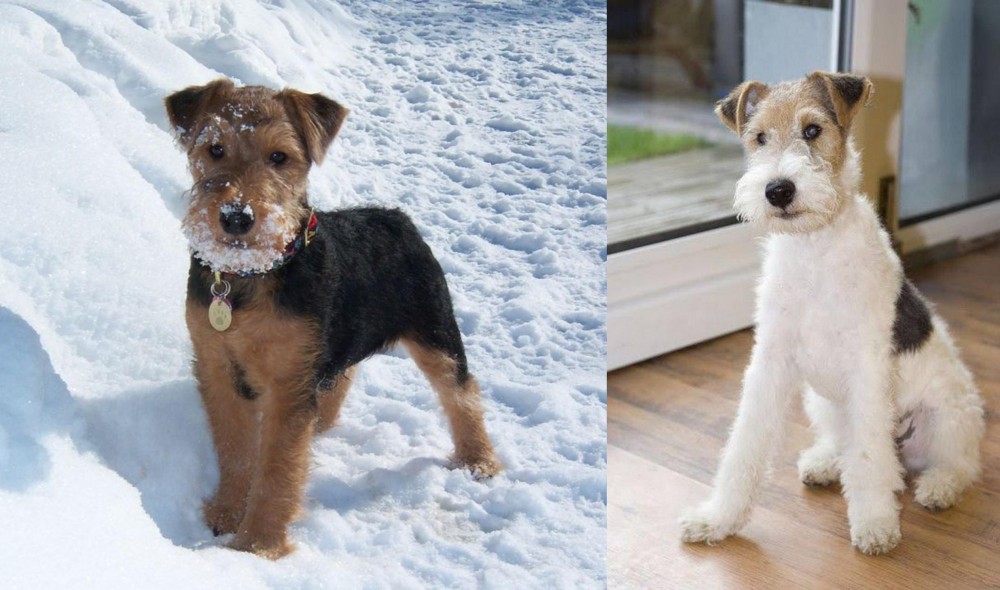 Wire Fox Terrier vs Welsh Terrier - Breed Comparison