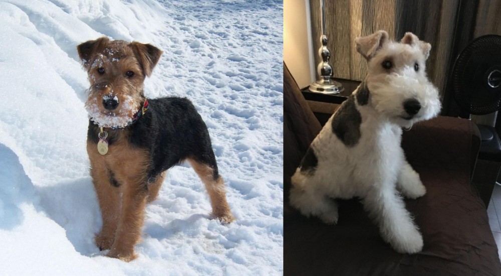 Wire Haired Fox Terrier vs Welsh Terrier - Breed Comparison