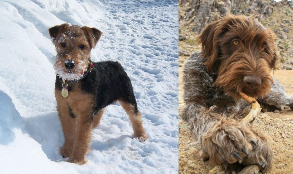 Wirehaired Pointing Griffon vs Welsh Terrier - Breed Comparison