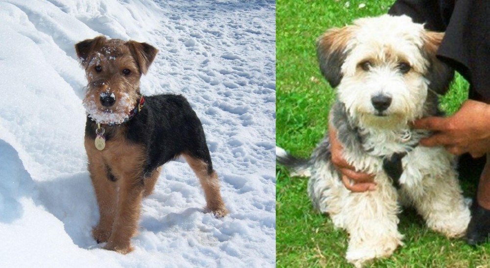 Yo-Chon vs Welsh Terrier - Breed Comparison