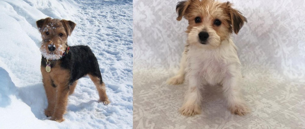 Yochon vs Welsh Terrier - Breed Comparison