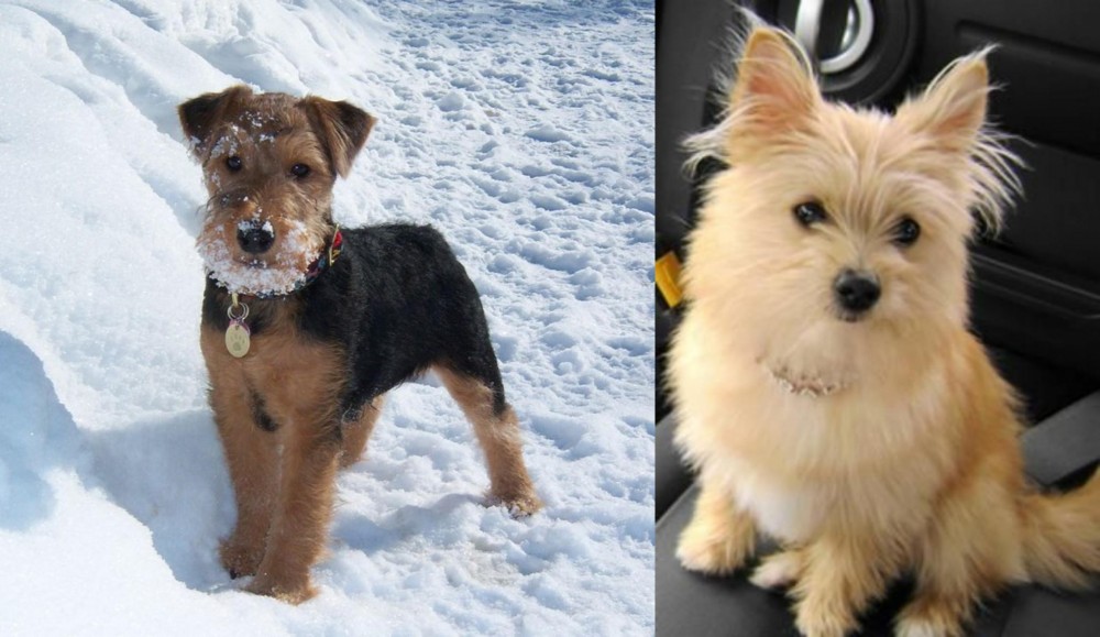 Yoranian vs Welsh Terrier - Breed Comparison