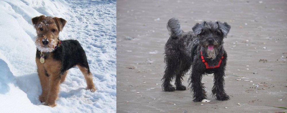 YorkiePoo vs Welsh Terrier - Breed Comparison