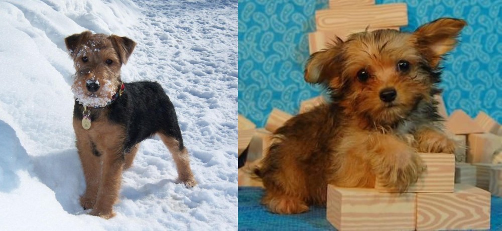 Yorkillon vs Welsh Terrier - Breed Comparison