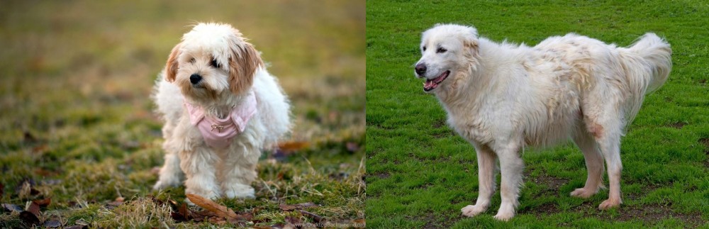 Abruzzenhund vs West Highland White Terrier - Breed Comparison