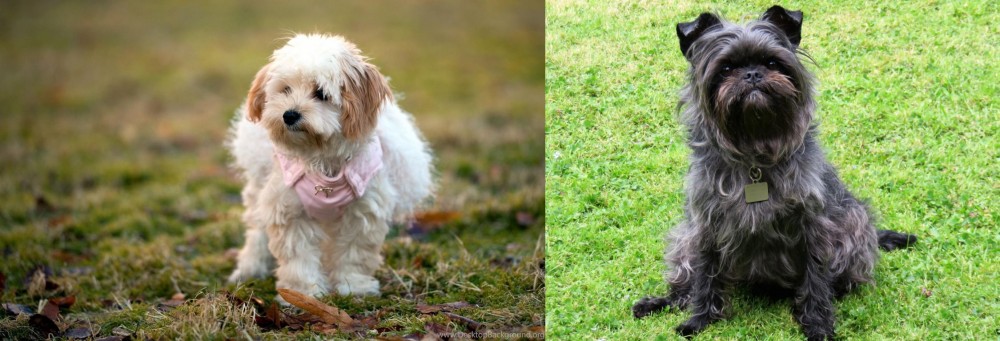 Affenpinscher vs West Highland White Terrier - Breed Comparison