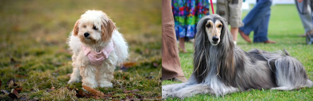 Afghan Hound vs West Highland White Terrier - Breed Comparison