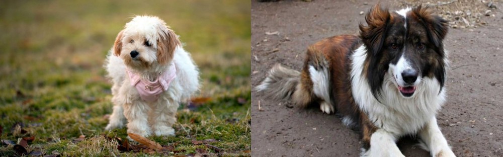 Aidi vs West Highland White Terrier - Breed Comparison