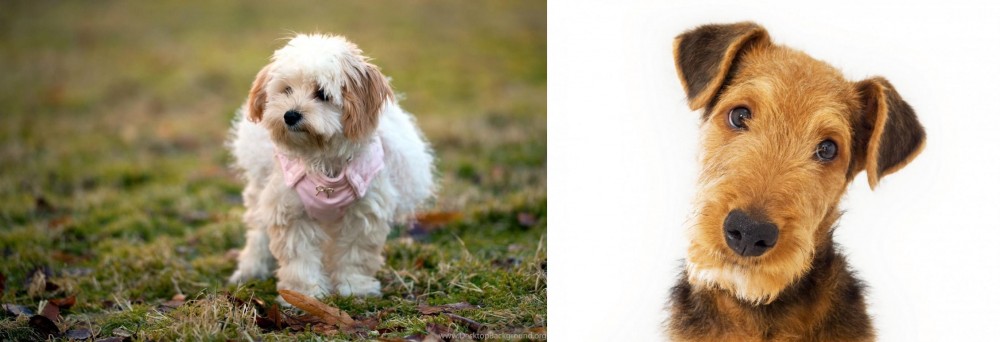 Airedale Terrier vs West Highland White Terrier - Breed Comparison