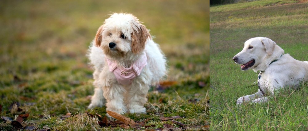 Akbash Dog vs West Highland White Terrier - Breed Comparison