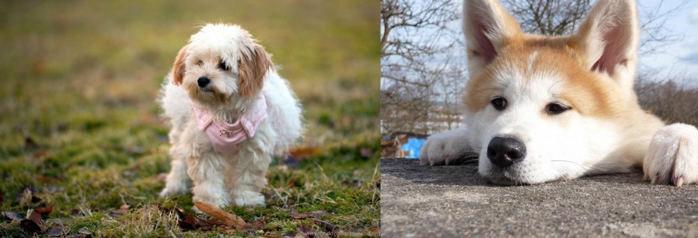 Akita vs West Highland White Terrier - Breed Comparison