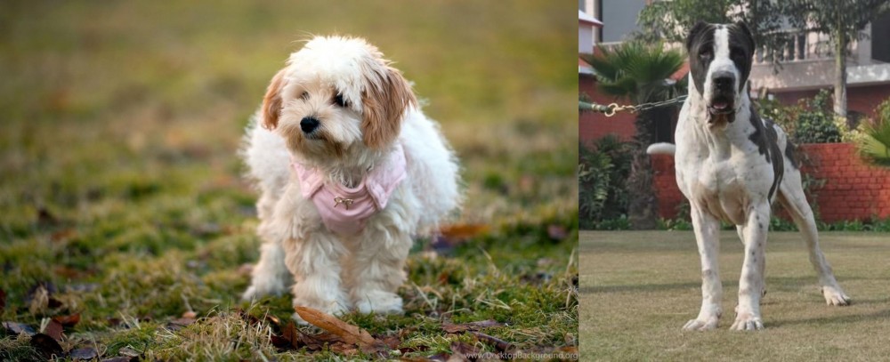 Alangu Mastiff vs West Highland White Terrier - Breed Comparison