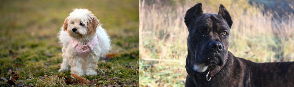 Alano Espanol vs West Highland White Terrier - Breed Comparison