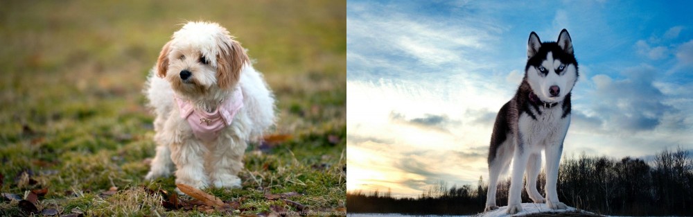 Alaskan Husky vs West Highland White Terrier - Breed Comparison