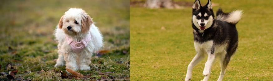 Alaskan Klee Kai vs West Highland White Terrier - Breed Comparison