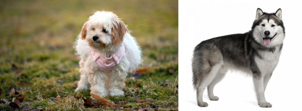 Alaskan Malamute vs West Highland White Terrier - Breed Comparison