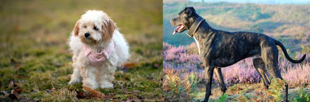 Alaunt vs West Highland White Terrier - Breed Comparison