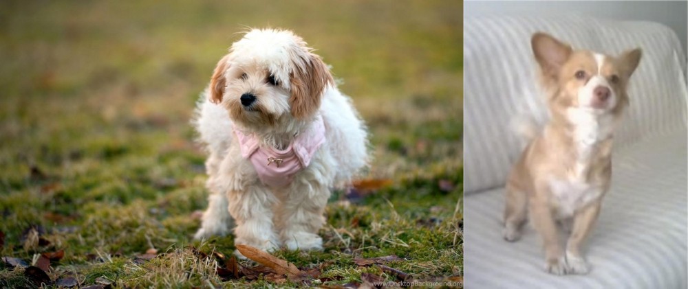 Alopekis vs West Highland White Terrier - Breed Comparison
