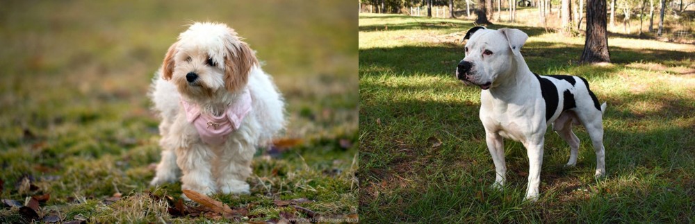 American Bulldog vs West Highland White Terrier - Breed Comparison