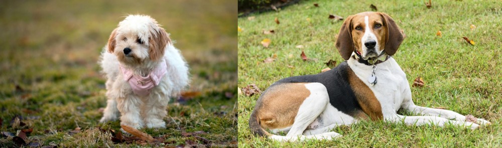 American English Coonhound vs West Highland White Terrier - Breed Comparison