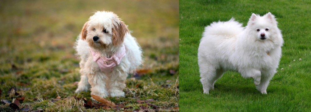 American Eskimo Dog vs West Highland White Terrier - Breed Comparison
