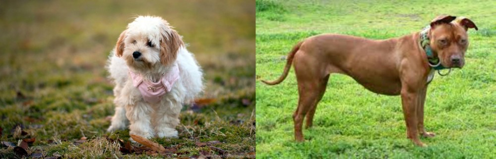 American Pit Bull Terrier vs West Highland White Terrier - Breed Comparison