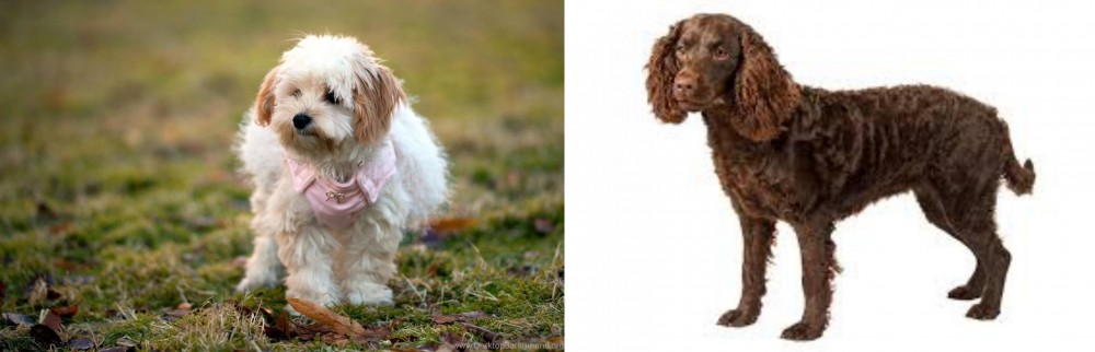 American Water Spaniel vs West Highland White Terrier - Breed Comparison