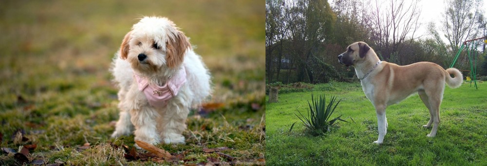 Anatolian Shepherd vs West Highland White Terrier - Breed Comparison