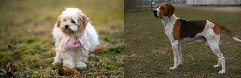 Anglo-Francais de Petite Venerie vs West Highland White Terrier - Breed Comparison