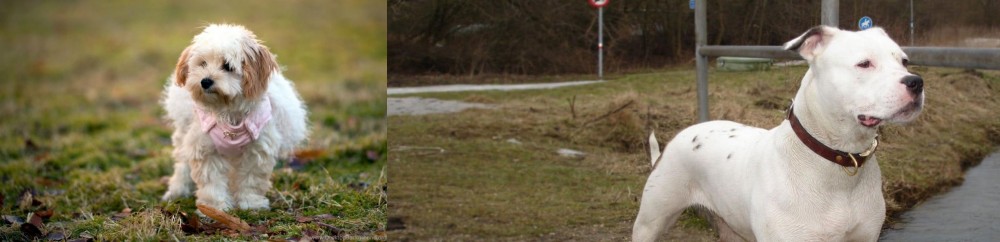 Antebellum Bulldog vs West Highland White Terrier - Breed Comparison