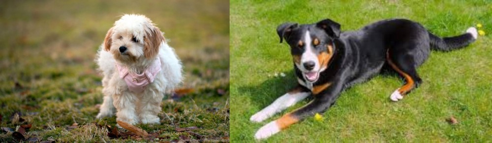 Appenzell Mountain Dog vs West Highland White Terrier - Breed Comparison