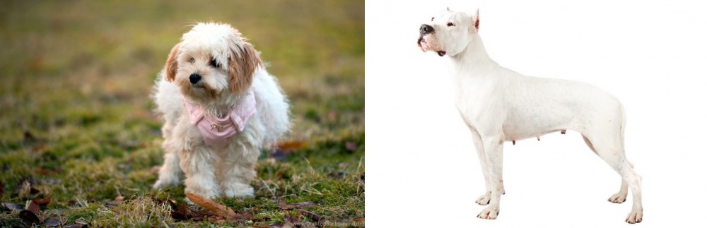 Argentine Dogo vs West Highland White Terrier - Breed Comparison