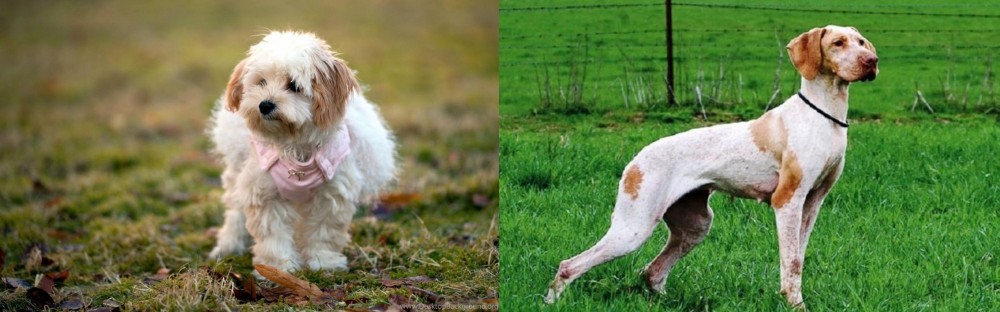 Ariege Pointer vs West Highland White Terrier - Breed Comparison