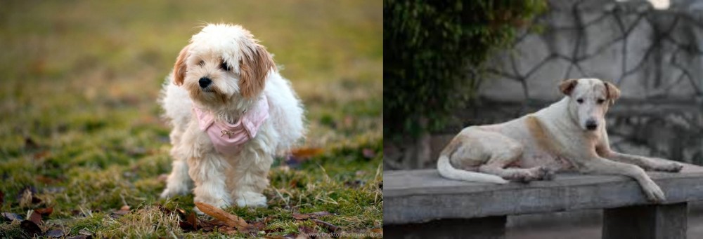 Askal vs West Highland White Terrier - Breed Comparison