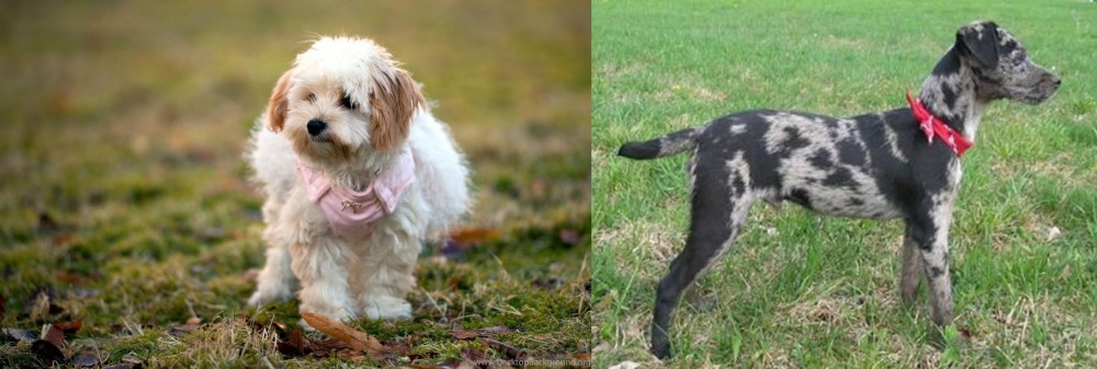 Atlas Terrier vs West Highland White Terrier - Breed Comparison