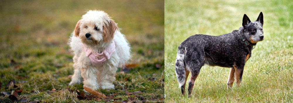 Austrailian Blue Heeler vs West Highland White Terrier - Breed Comparison