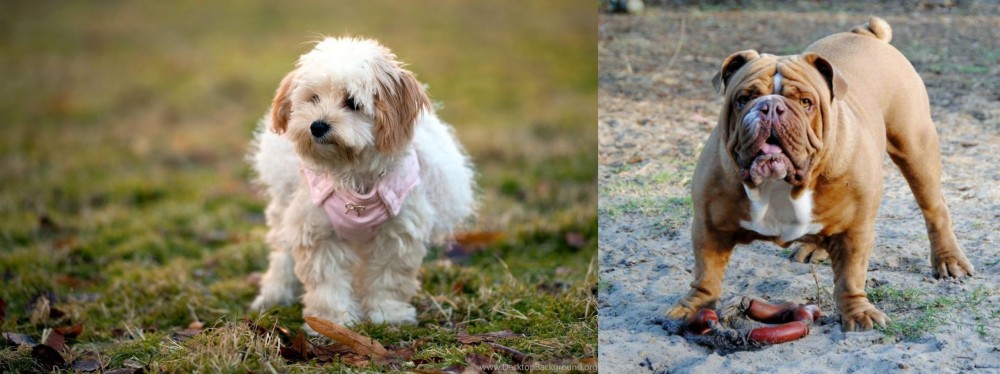 Australian Bulldog vs West Highland White Terrier - Breed Comparison