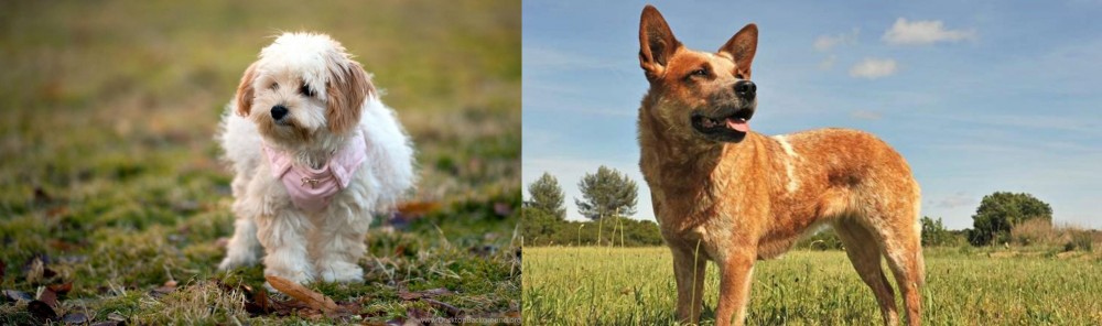 Australian Red Heeler vs West Highland White Terrier - Breed Comparison