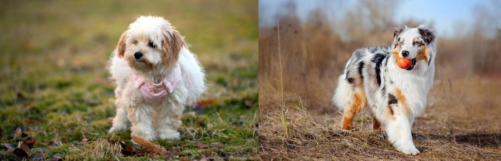 Australian Shepherd vs West Highland White Terrier - Breed Comparison