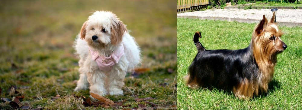Australian Silky Terrier vs West Highland White Terrier - Breed Comparison