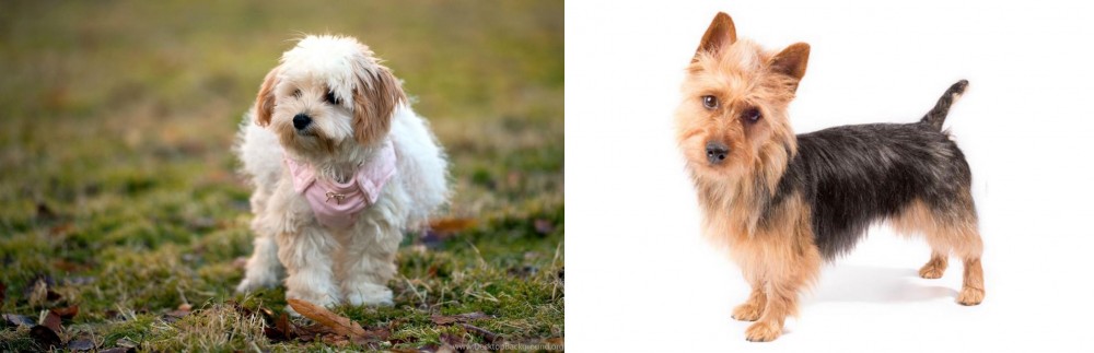 Australian Terrier vs West Highland White Terrier - Breed Comparison