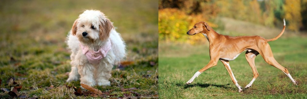 Azawakh vs West Highland White Terrier - Breed Comparison