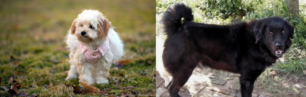 Bakharwal Dog vs West Highland White Terrier - Breed Comparison