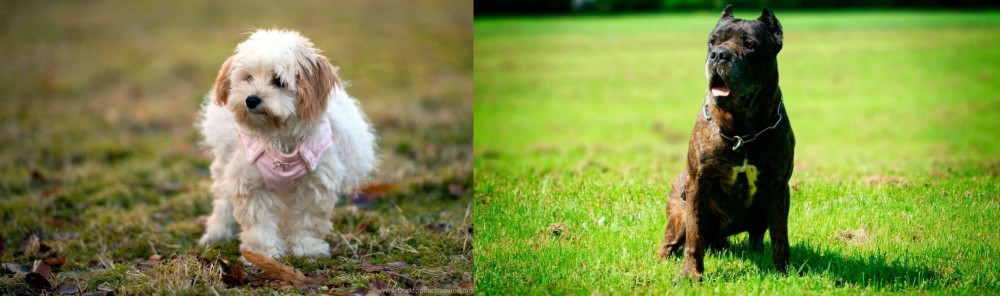 Bandog vs West Highland White Terrier - Breed Comparison