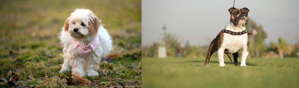 Bantam Bulldog vs West Highland White Terrier - Breed Comparison