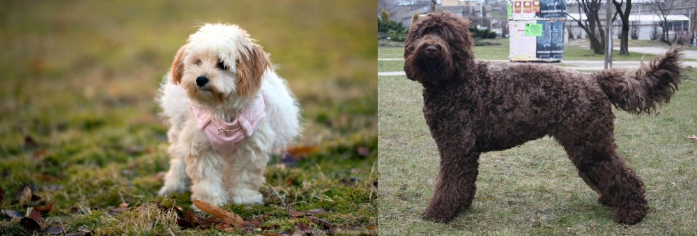 Barbet vs West Highland White Terrier - Breed Comparison