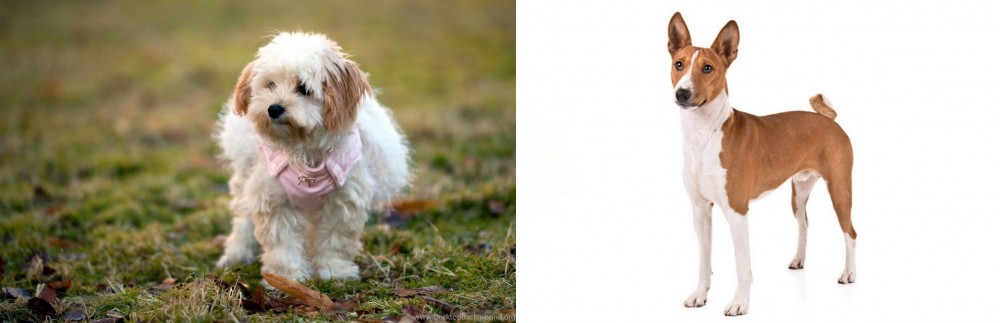 Basenji vs West Highland White Terrier - Breed Comparison