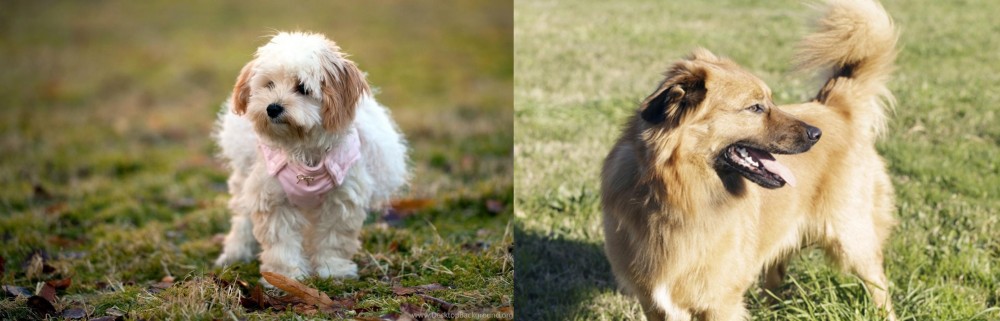 Basque Shepherd vs West Highland White Terrier - Breed Comparison